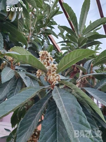 Японска мушмула , снимка 3 - Градински цветя и растения - 31277559