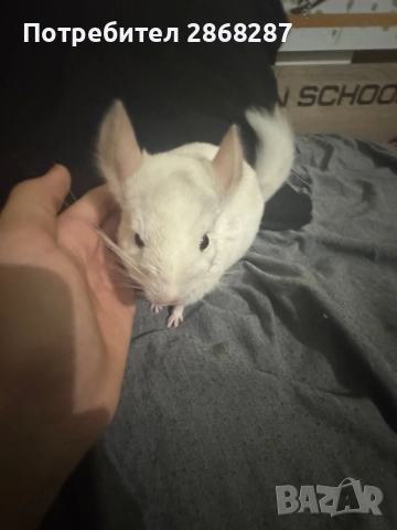 чинчила, снимка 3 - Чинчили - 52803032