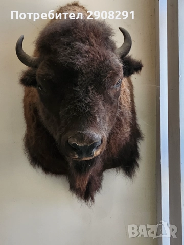 Продавам препариран Американски бизон