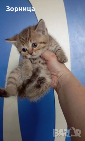 Британско коте , снимка 5 - Британска късокосместа - 54330980