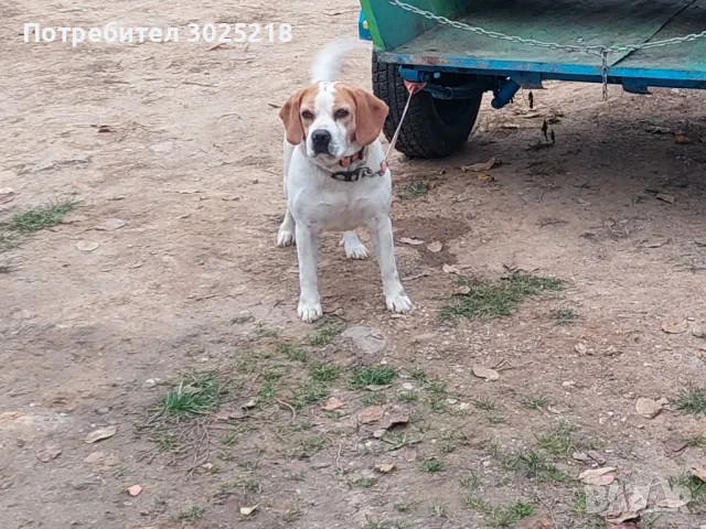 куче за разплод