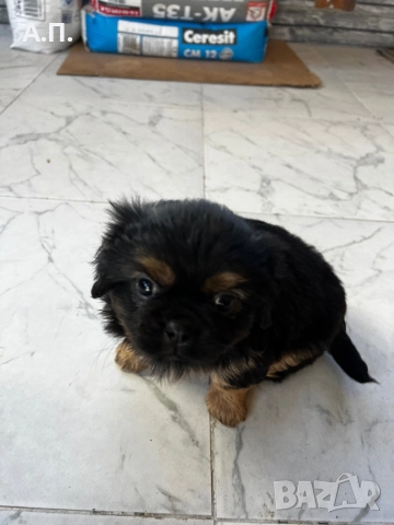 Продавам Чистокръвни пекинези, снимка 6 - Пекинез - 52788805