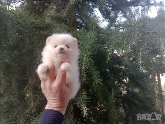 Бели мъжки и женски Померани.  Реални снимки от 02.01.26 г. , снимка 10 - Померан - 52932932
