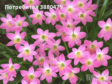 луковици на розов зефирантес, снимка 1