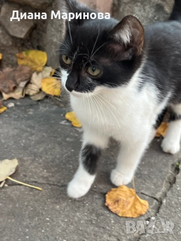 Подаряват се котета