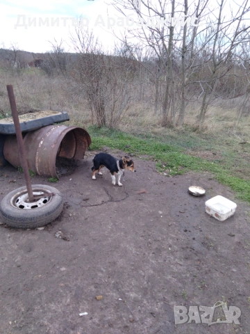 Подарявам малки кученца!, снимка 2 - Други - 53638524