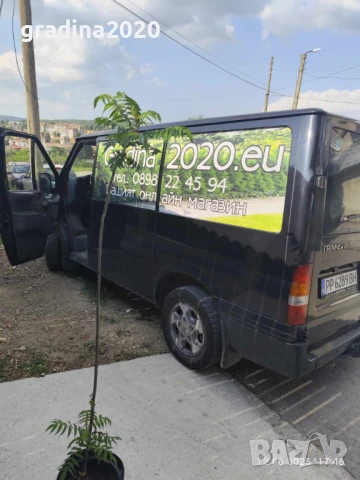 Рустифина, снимка 6 - Разсади - 50760367