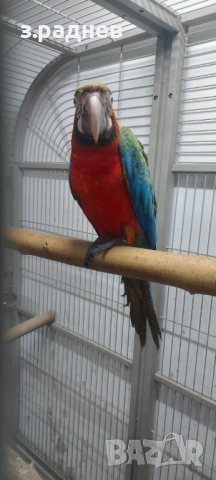 Бебе ара арлекин, снимка 3 - Папагали - 51836737