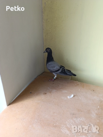 Пощенски гълъби, снимка 6 - Гълъби - 52188245