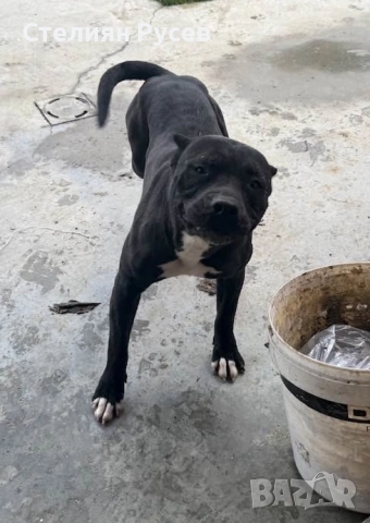 BULLY XL були + стафордширски териер - кучета реално според мен прилича на питбул -женско куче роден, снимка 7 - Американски стафордширски териер - 52037948