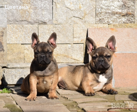 Френски булдог, снимка 3 - Френски булдог - 51957534