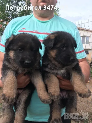 Немски овчарки 