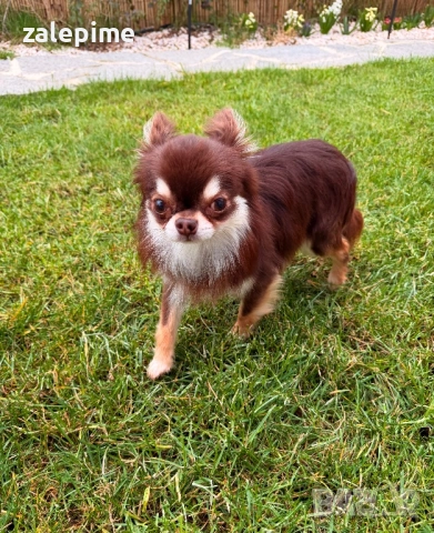 Мъжко чихуахуа топ качество, снимка 3 - Чихуахуа - 54038245