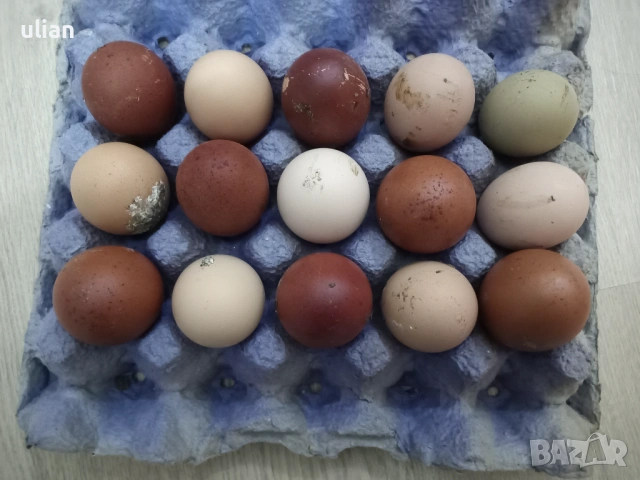 Яйца за люпене от черен мед маран