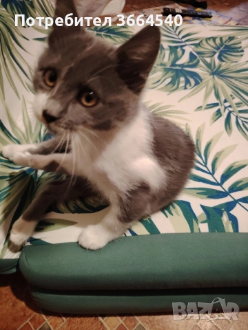 бебе полупородисто, мъжко котенце, снимка 3 - Други - 52425995