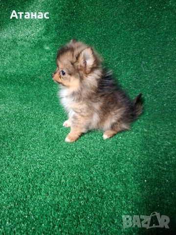 Померан, снимка 2 - Померан - 52334519