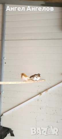 японски амадини , снимка 4 - Амадини - 53301986