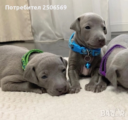 Продавам кученца италианска хрътка, снимка 12 - Хрътка - 52861468