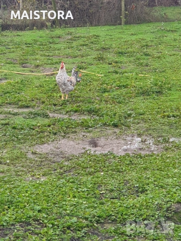 петли , снимка 4 - Кокошки и пуйки - 52877716