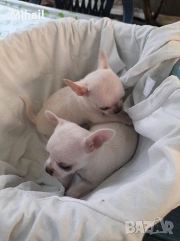 Продавам чихуахуа, снимка 16 - Чихуахуа - 51161252