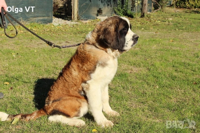 Женски Санбернар, снимка 3 - Санбернари - 52810506