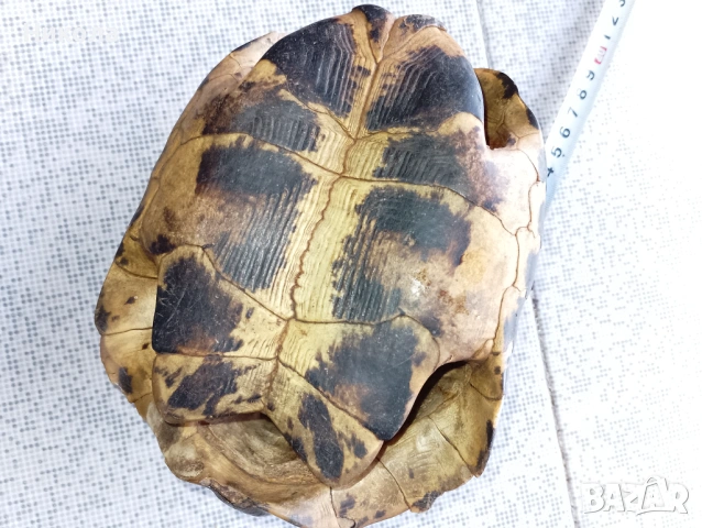 Коруба на костенурка и абаносова африканска маска, снимка 6 - Декорация за дома - 51649427