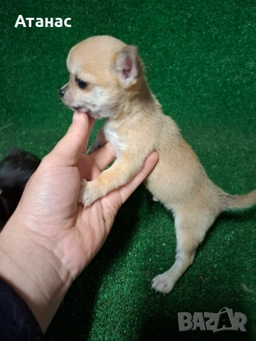 Чихуахуа, снимка 2 - Чихуахуа - 54097152