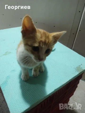 Подарявам котенце, снимка 2 - Други - 56342970