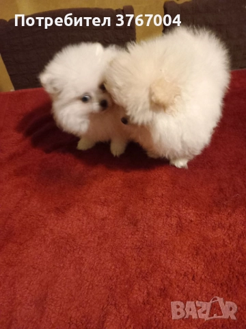 Померан промоция, снимка 4 - Померан - 52881460