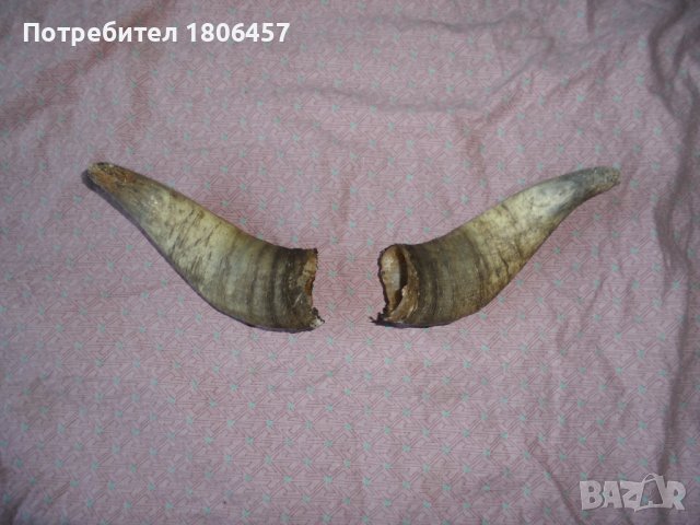 комплект рога, снимка 1 - Антикварни и старинни предмети - 37733628