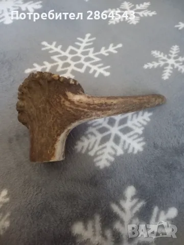 Еленски рог 