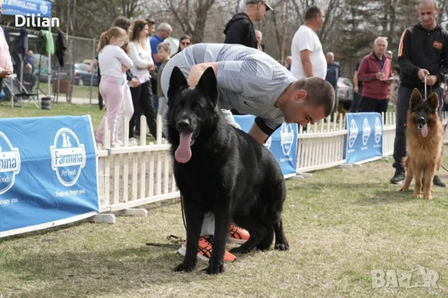 Продавам Малки Немски Овчарки, снимка 5 - Други - 51317897