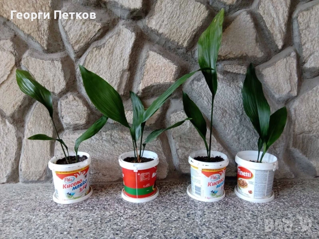 Семейно щастие(Аспидистра), в кофичка - 7 €/бр.