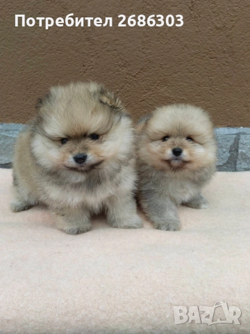 Пумеранчета 