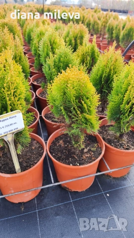 Източната туя Ауреа Нана, Thuja orientalis ‘Aurea Nana’, снимка 9 - Градински цветя и растения - 46569102