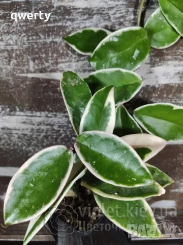 Hoya Crimson Queen - Хоя Кримсън Куин, снимка 2 - Стайни растения - 34667163