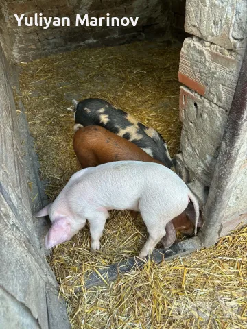 🐷 Продаваме 5 броя малки прасенца, снимка 4 - Прасета - 56074599