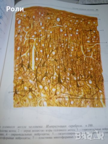 Атлас по ГИСТОЛОГИИ и ЕМБРИОЛОГИИ от И.В.Алмазов, Л.С.Сутулов, снимка 4 - Специализирана литература - 29403540