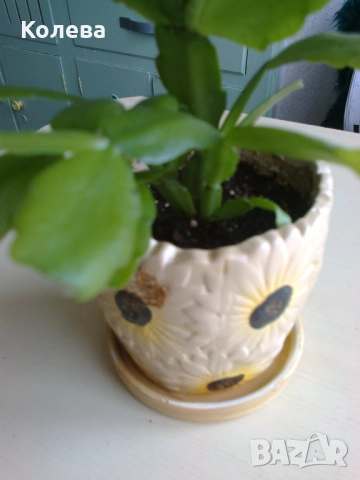 Две коледничета, снимка 5 - Стайни растения - 52273696