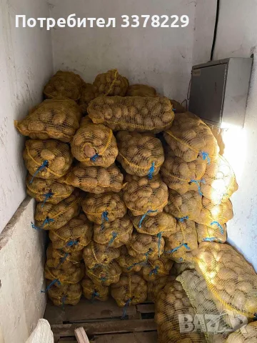 Картоф Сорая 50+