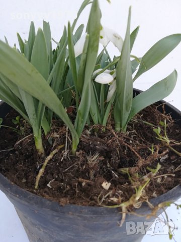 КОКИЧЕНЦА-ГРЪМ В САКЦИЯ 1902240804, снимка 18 - Градински цветя и растения - 44363362