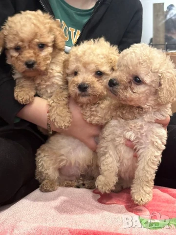 Пудел той , снимка 1