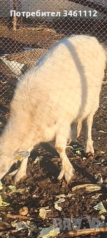 продавам 2 кози и един пръч редовни