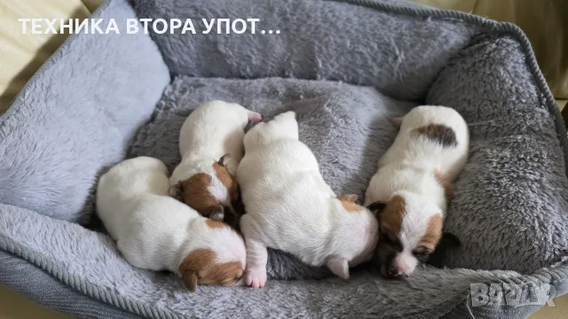 джак ръсел териер, снимка 3 - Джак ръсел териер - 56245930