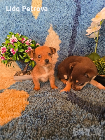 мини чихо пинчери, снимка 5 - Пинчер - 54077237