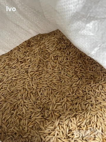 Овес пролетен oves