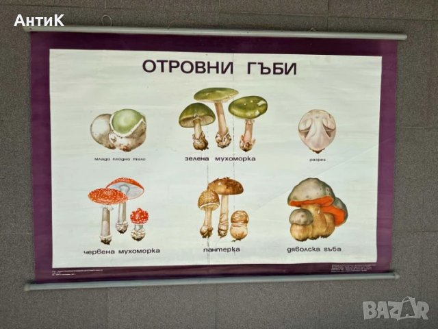 Соц Учебни Плакати Табла Постери Гъби, снимка 2 - Антикварни и старинни предмети - 51025156