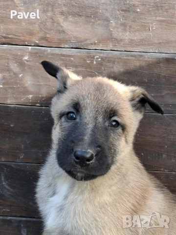 Белгийски овчарка Малиноа, снимка 8 - Белгийска овчарка - 53034429