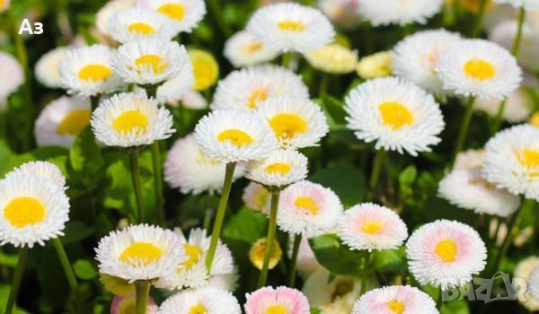 продавам цветя парички – туфи, за есенно засаждане в градината, снимка 5 - Разсади - 36687822