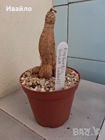 Сукуленти само за ценители, снимка 10 - Стайни растения - 35248161